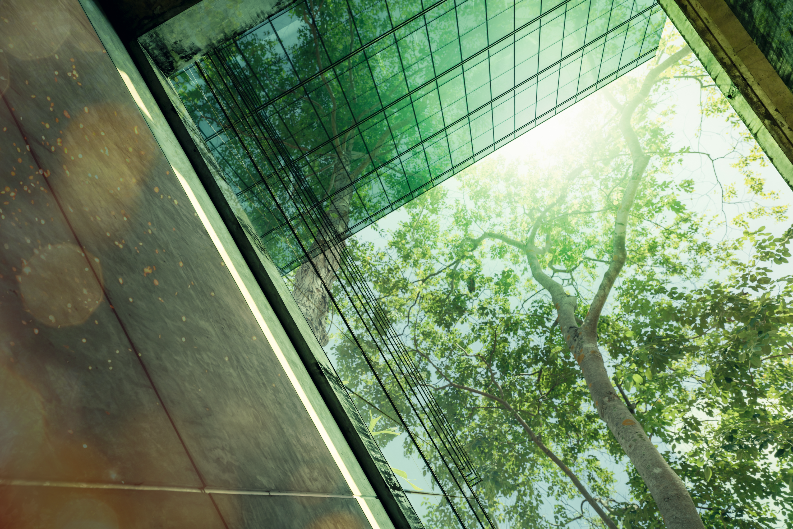 Tree surrounded by buildings