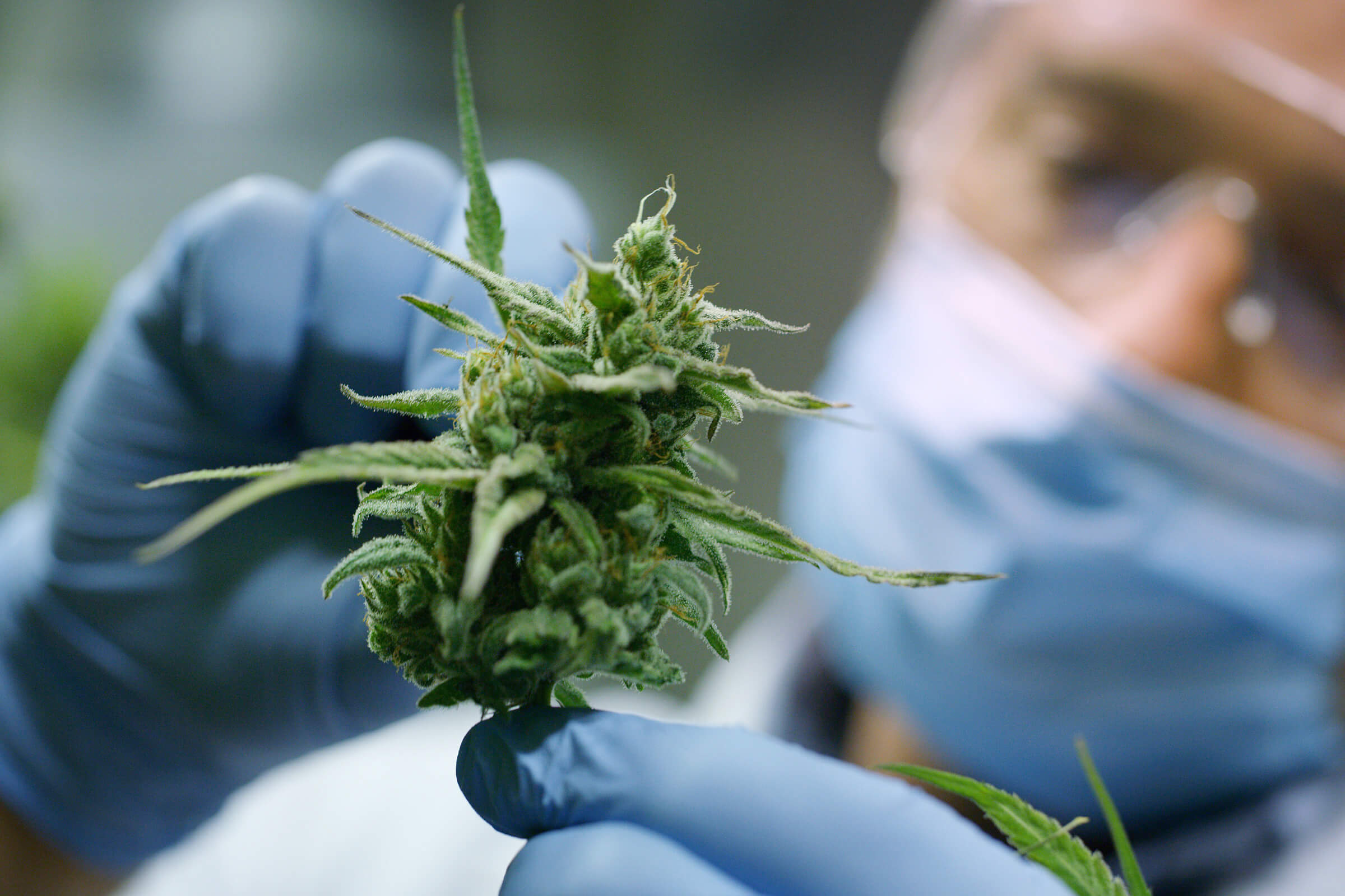 Inspecting a plant using medical gloves and mask